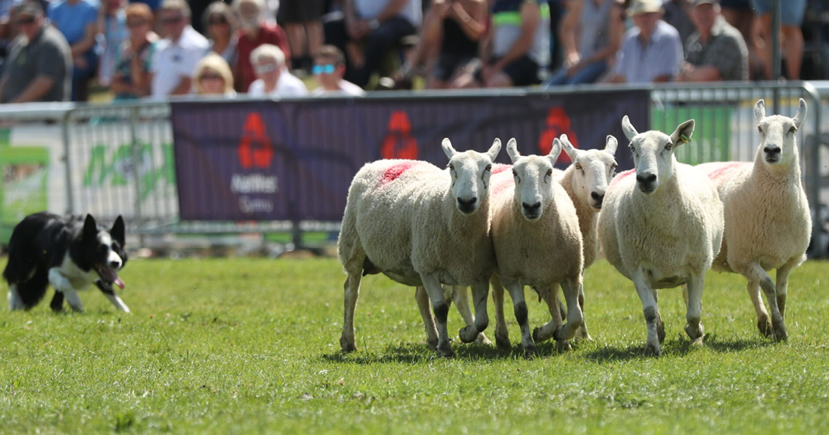 Royal Welsh Show 20th - 23rd July